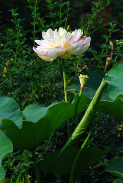 荷花