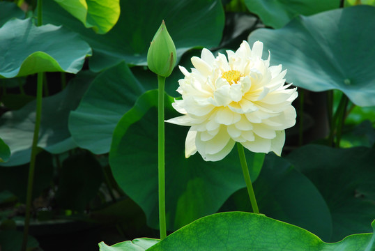 荷花