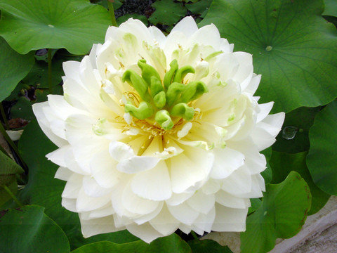 荷花