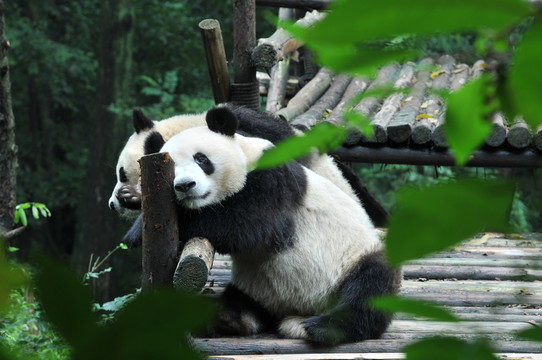 熊貓