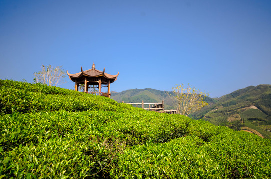 茶園