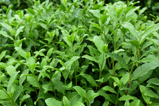 生長中的龍井茶葉 綠茶