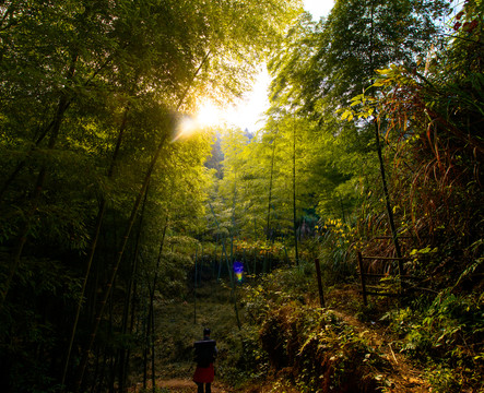 竹林