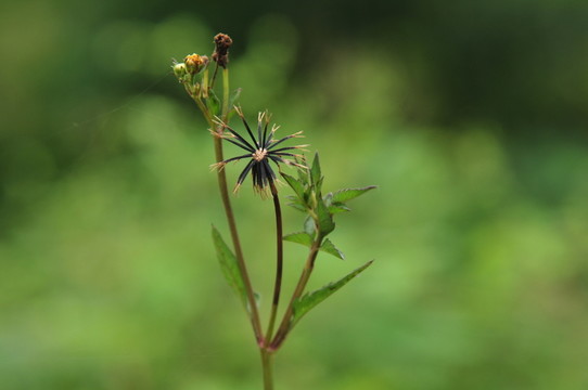 刺針草