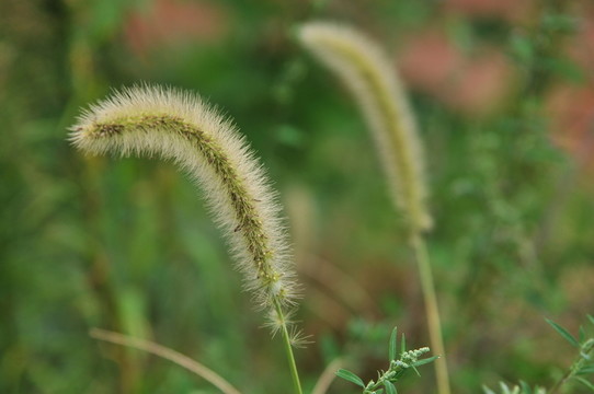狗尾巴