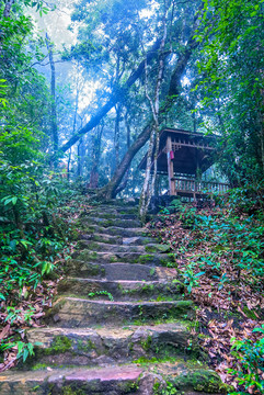 林間小路 大圍山森林公園