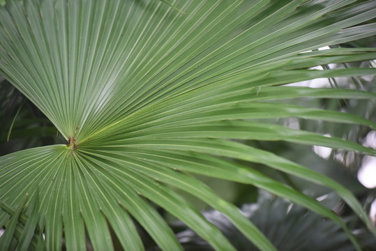 棕樹