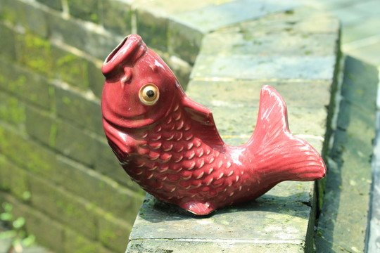 紅鯉魚