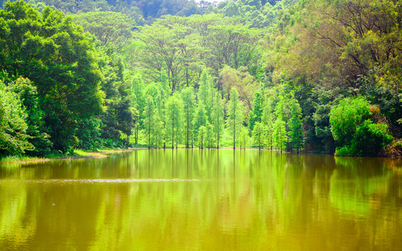 陽光樹林倒影
