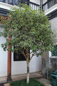 桂花樹