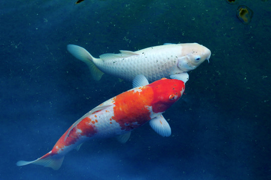 鯉魚(yú)