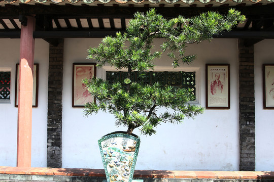 羅漢松