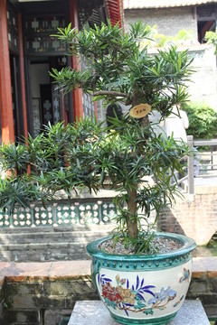 羅漢松