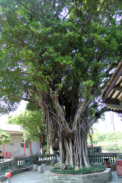 榕樹(shù)