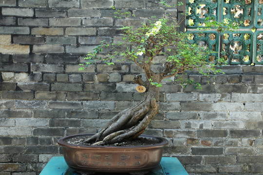 盆栽
