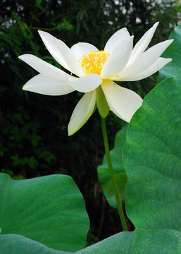 荷花  白蓮