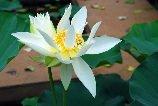 荷花近景