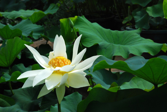 荷花池  蓮藕種植