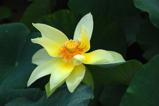 黃河花