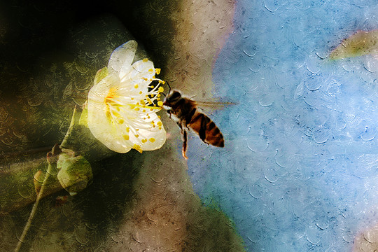 梅花油畫