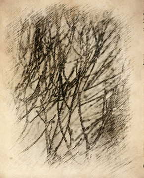 素描底紋 樹(shù)枝