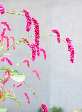 紅花 紅蓼 水紅花