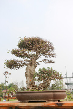 盆景