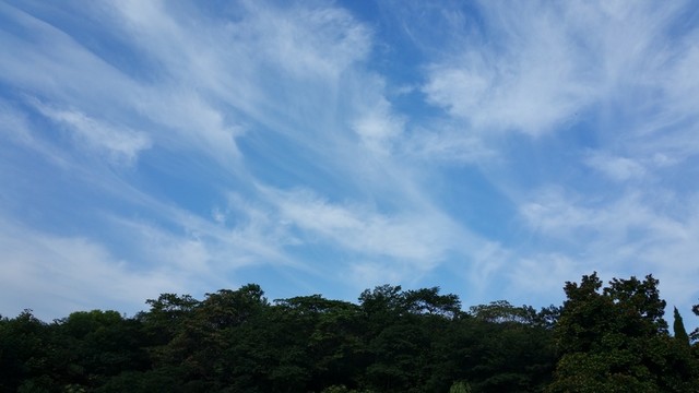 森林上空的藍(lán)天白云