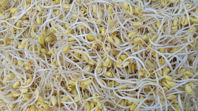 農村手工黃豆芽