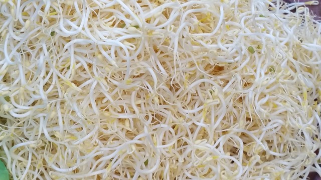 農(nóng)村手工綠豆芽