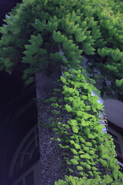 爬山虎