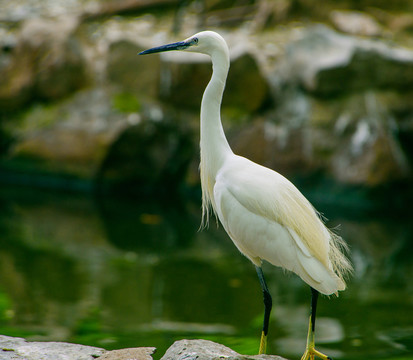 鷺鳥(niǎo)