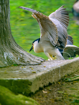 鷺鳥