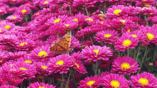 蝴蝶戀雛菊花
