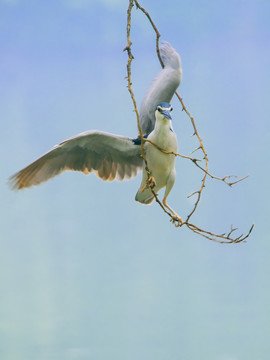 鷺鳥
