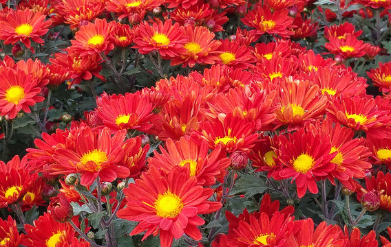 金紅雛菊