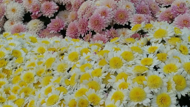 雛菊花圃