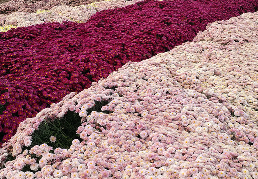 菊花圃