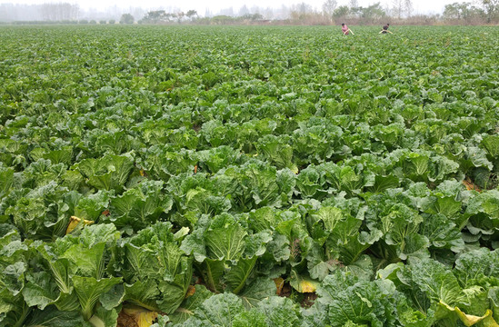農(nóng)民澆菜地