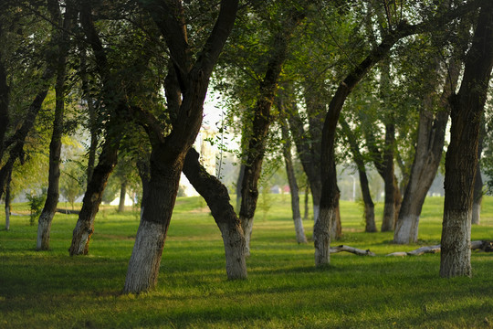 樹林