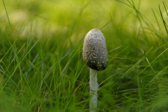 野蘑菇