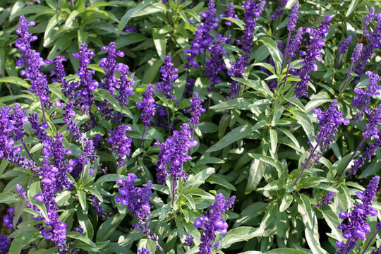 薰衣草 小花 園藝