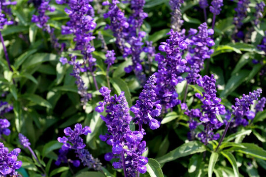薰衣草 小花 園藝 美化 環(huán)境