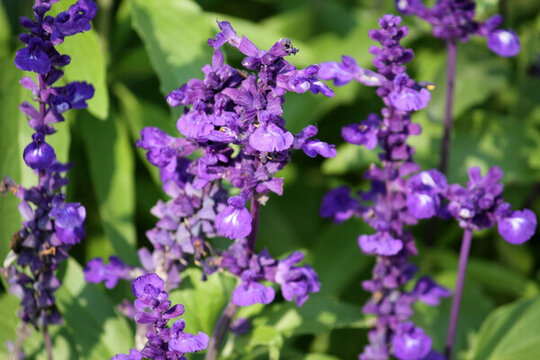 薰衣草 小花 園藝 美化 環(huán)境