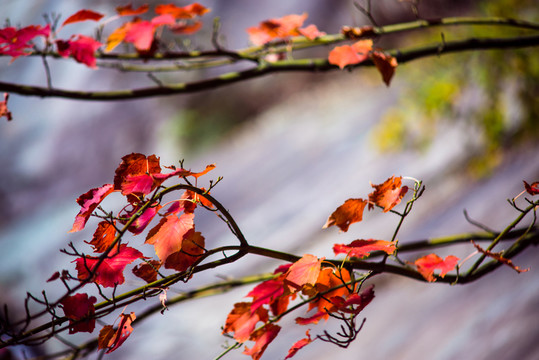 紅葉