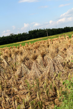稻草 生態(tài)攝影 農(nóng)業(yè) 農(nóng)作物