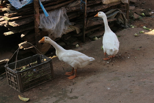 家養(yǎng)鵝