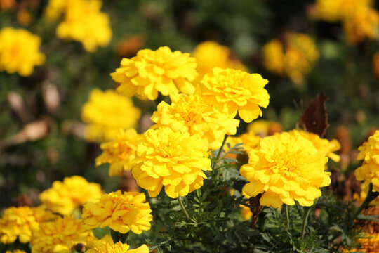 花卉 菊花 鮮花