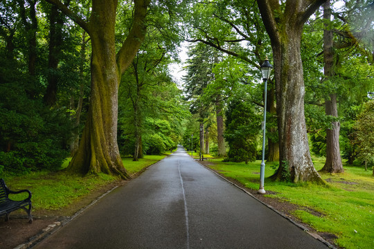 林間道路