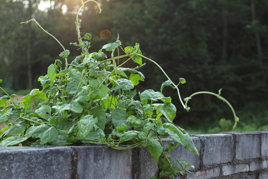 墻上植物